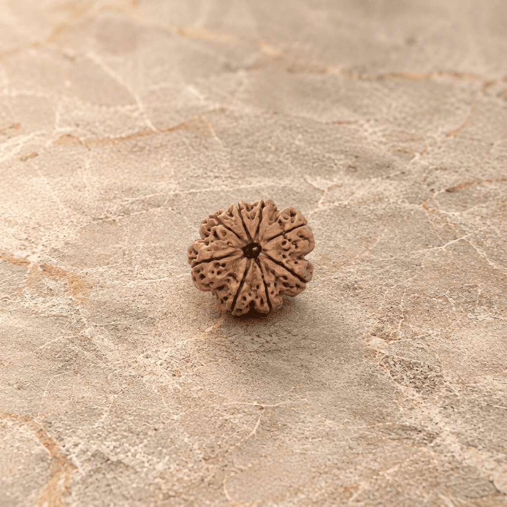8 Mukhi Rudraksh