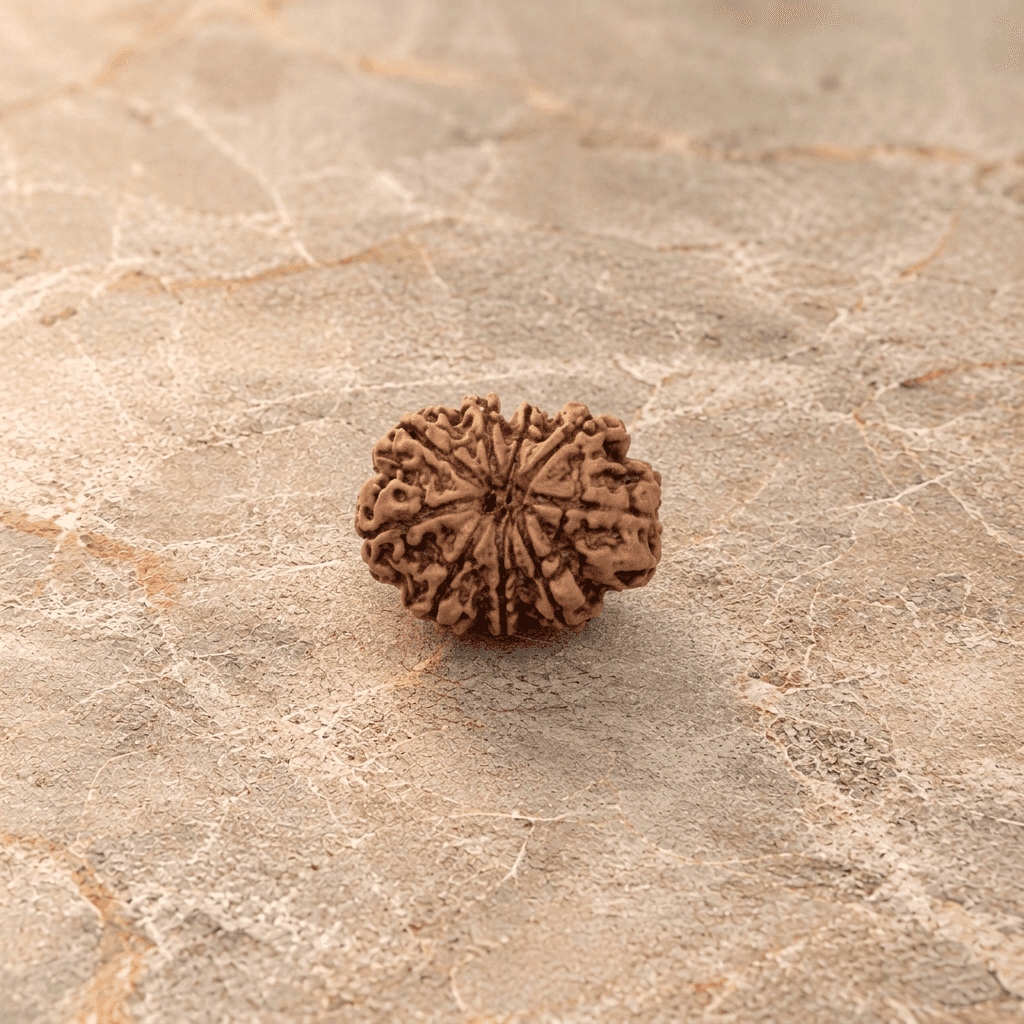 9 Mukhi Rudraksh